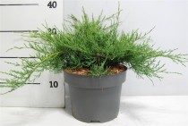 Juniperus virg. 'Grey Owl'