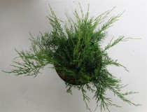 Juniperus virg. 'Grey Owl'