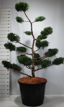Juniperus virg. 'Grey Owl'