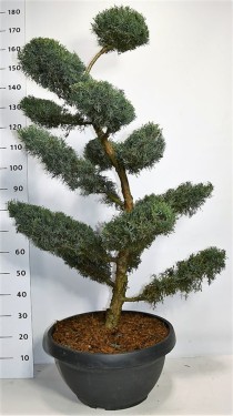 Juniperus virg. 'Grey Owl'