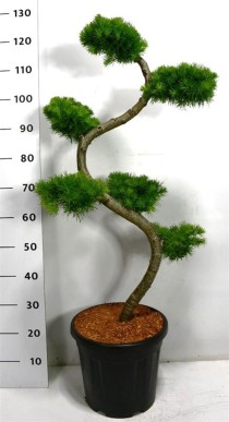 Larix kaempferi