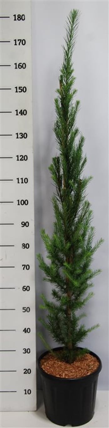 Larix kaempf. 'Jakobsen's Pyramid'