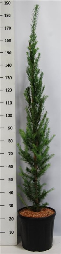 Larix kaempf. 'Jakobsen's Pyramid'