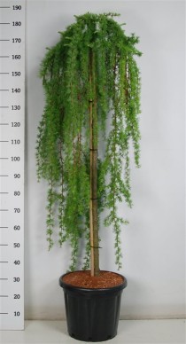 Larix kaempf. 'Stiff Weeper'