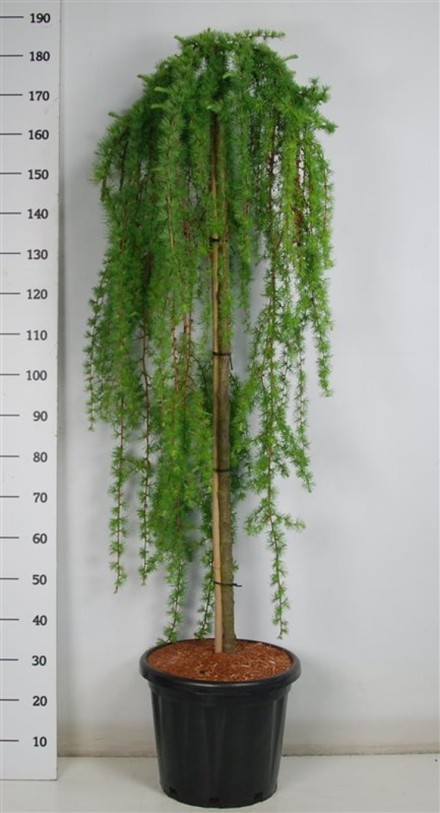 Larix kaempf. 'Stiff Weeper'