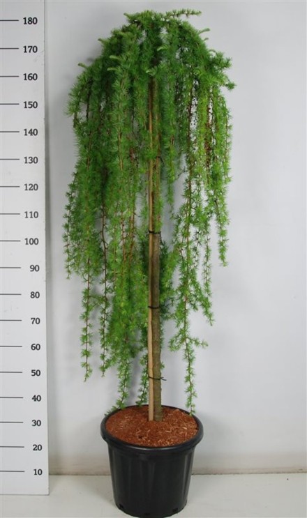 Larix kaempf. 'Stiff Weeper'