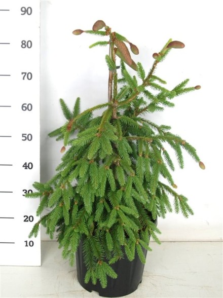 Picea a. 'Acrocona'