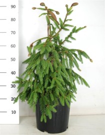 Picea a. 'Acrocona'