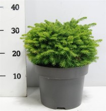 Picea a. 'Little Gem'