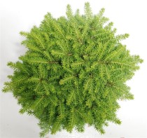 Picea a. 'Little Gem'