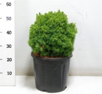 Picea gl. 'Alberta Globe'