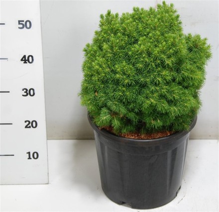 Picea gl. 'Alberta Globe'
