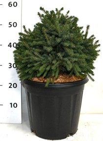 Picea gl. 'Echiniformis'