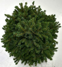 Picea gl. 'Echiniformis'