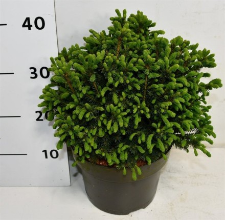 Picea gl. 'Echiniformis'