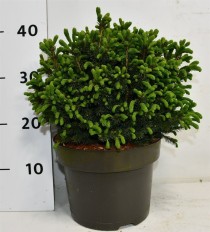 Picea gl. 'Echiniformis'