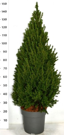 Picea gl. 'Perfecta'