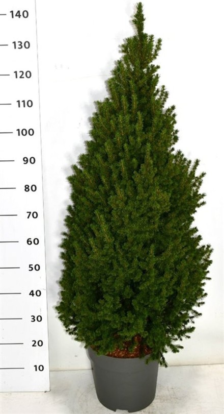 Picea gl. 'Perfecta'