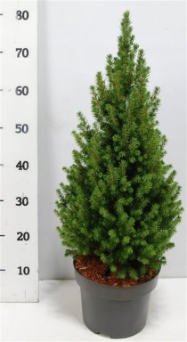 Picea gl. 'Perfecta'
