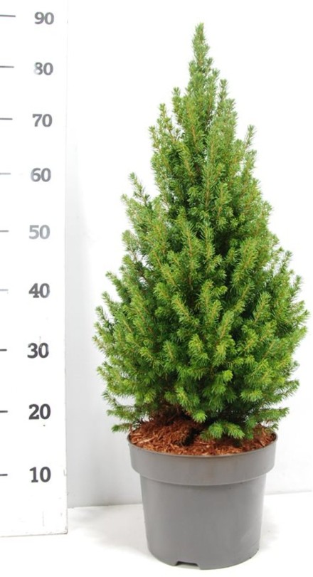 Picea gl. 'Perfecta'