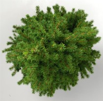 Picea gl. 'Perfecta'