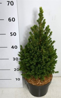 Picea gl. 'Rainbow's End'