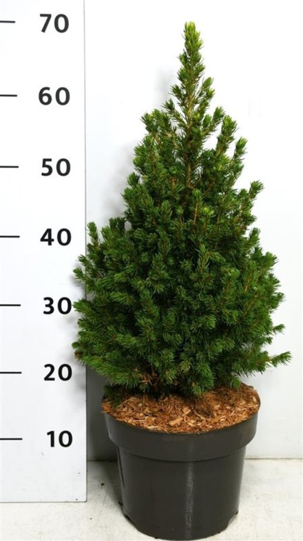 Picea gl. 'Rainbow's End'