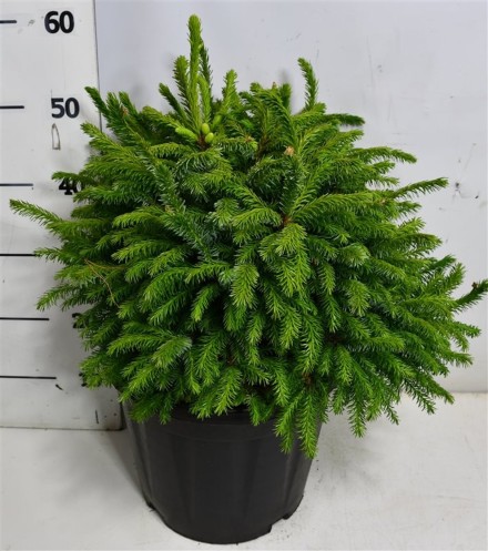Picea omorika 'Nana'