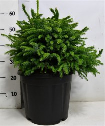 Picea omorika 'Nana'
