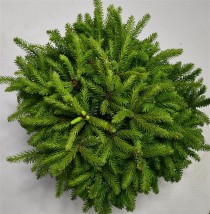Picea omorika 'Nana'