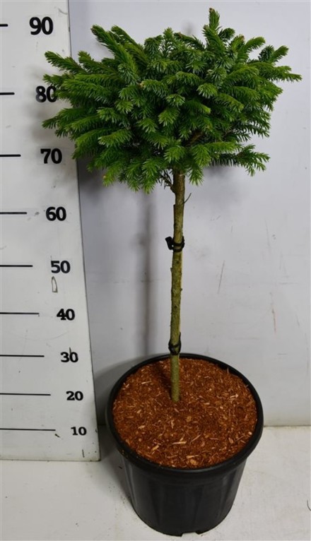 Picea omorika 'Nana'