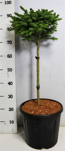 Picea omorika 'Nana'