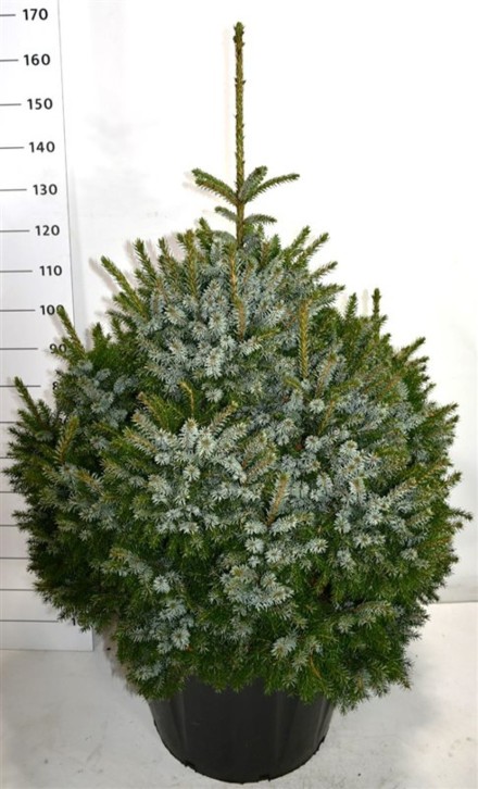 Picea omorika 'Nana'