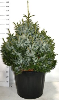 Picea omorika 'Nana'