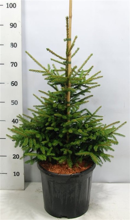 Picea orientalis 'Aureospicata'