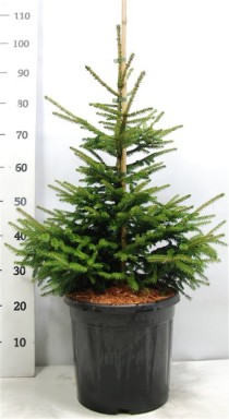 Picea orientalis 'Aureospicata'