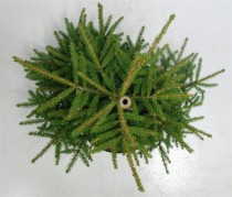 Picea orientalis 'Aureospicata'