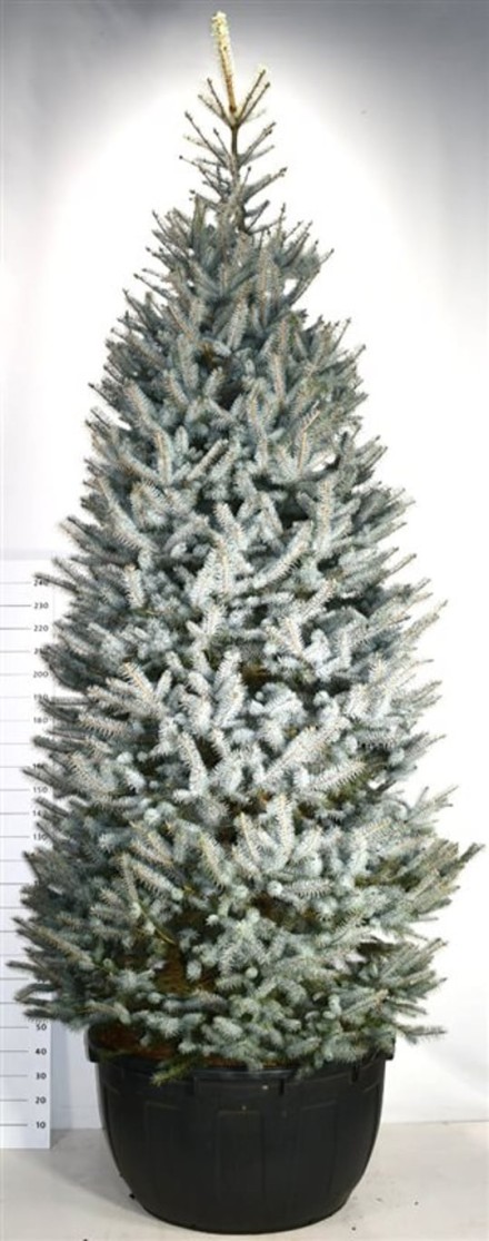 Picea pungens 'Blue Diamond'