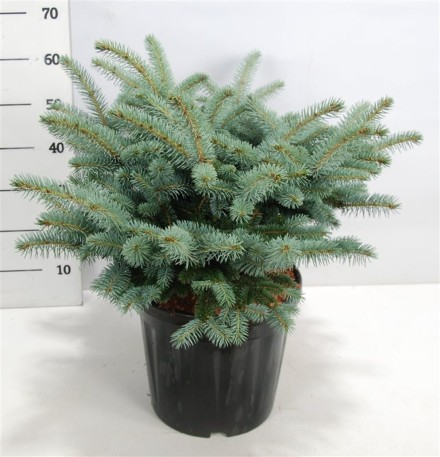 Picea pungens 'Glauca Globosa'