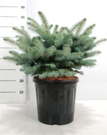 Picea pungens 'Glauca Globosa'