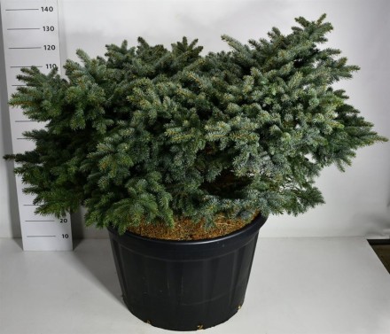 Picea pungens 'Glauca Globosa'