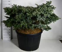 Picea pungens 'Glauca Globosa'