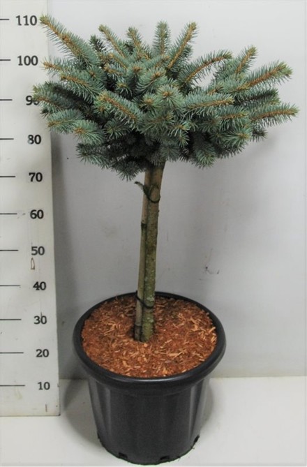 Picea pungens 'Glauca Globosa'