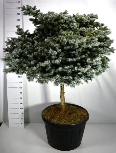 Picea pungens 'Glauca Globosa'