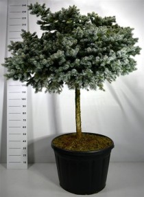 Picea pungens 'Glauca Globosa'