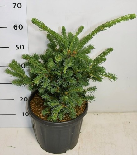 Picea pungens 'Lucky Strike'