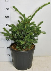 Picea pungens 'Lucky Strike'