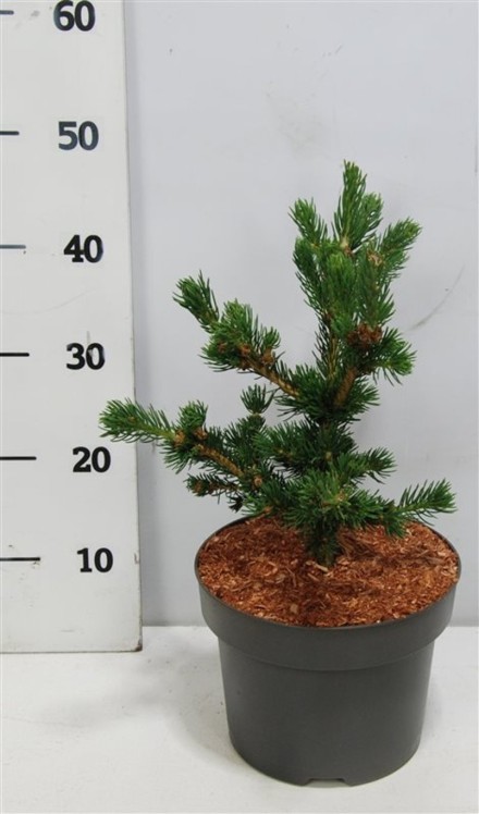 Picea pungens 'Lucky Strike'