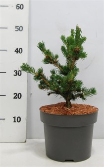Picea pungens 'Lucky Strike'
