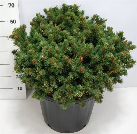 Picea pungens 'Lucky Strike'